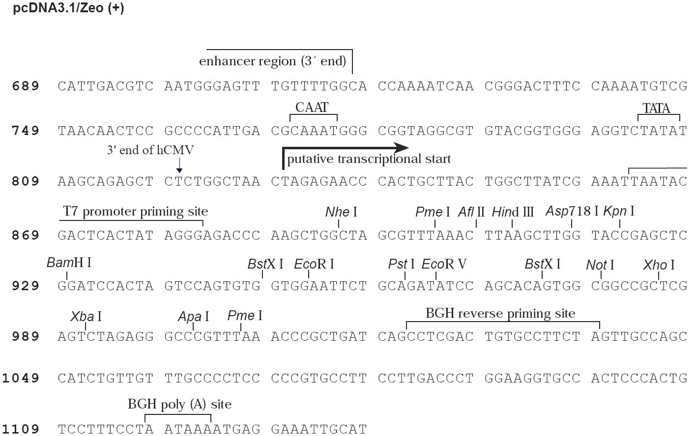 pcDNA3.1 zeo+ 多克隆位点